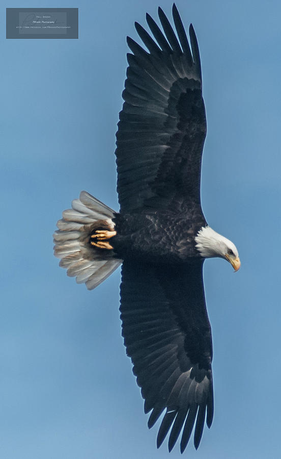 Bald Eagle Vertical Photograph by Paul Brooks