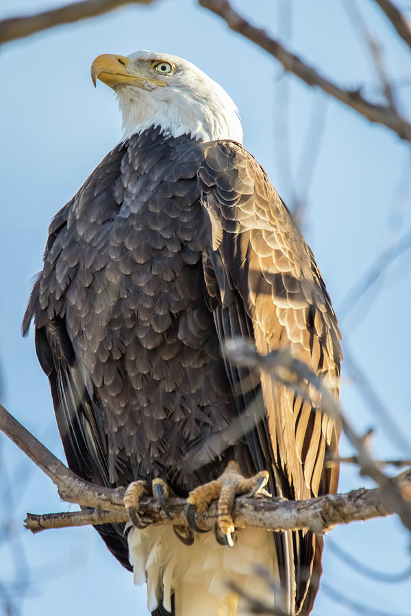 Bald Eagle Vertical Profile Photograph by Marc Crumpler