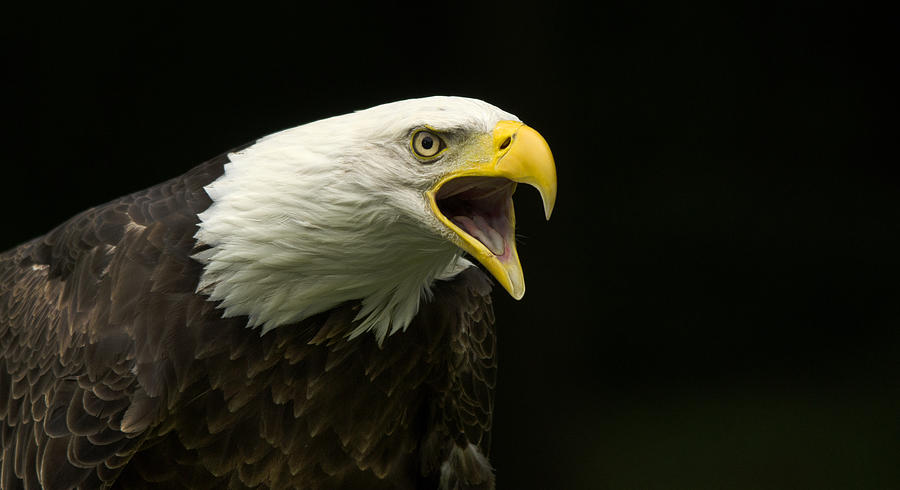 Bald Eagle vocalizing  Photograph by Carolyn Hall