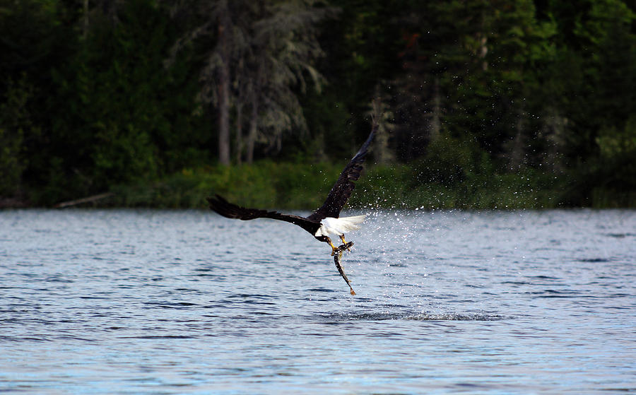 Bald Eagle vs. Fish Photograph by Elizabeth Karlson | Pixels