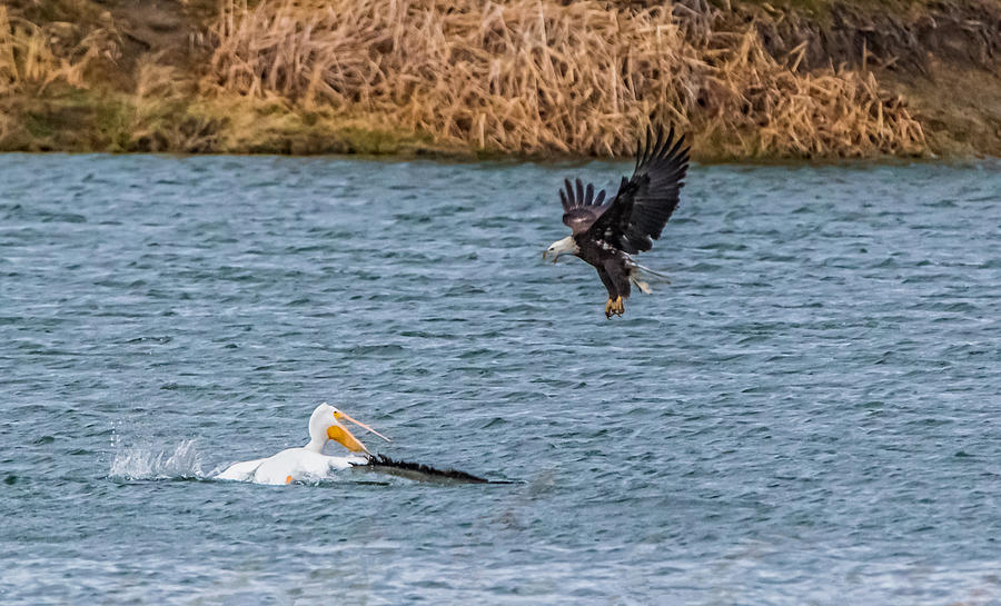 Bald Eagle VS Pelican Photograph by Marc Crumpler