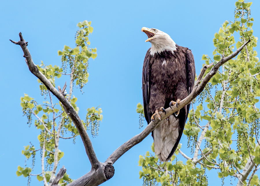 Bald Eagle Warning Photograph by Dawn Key