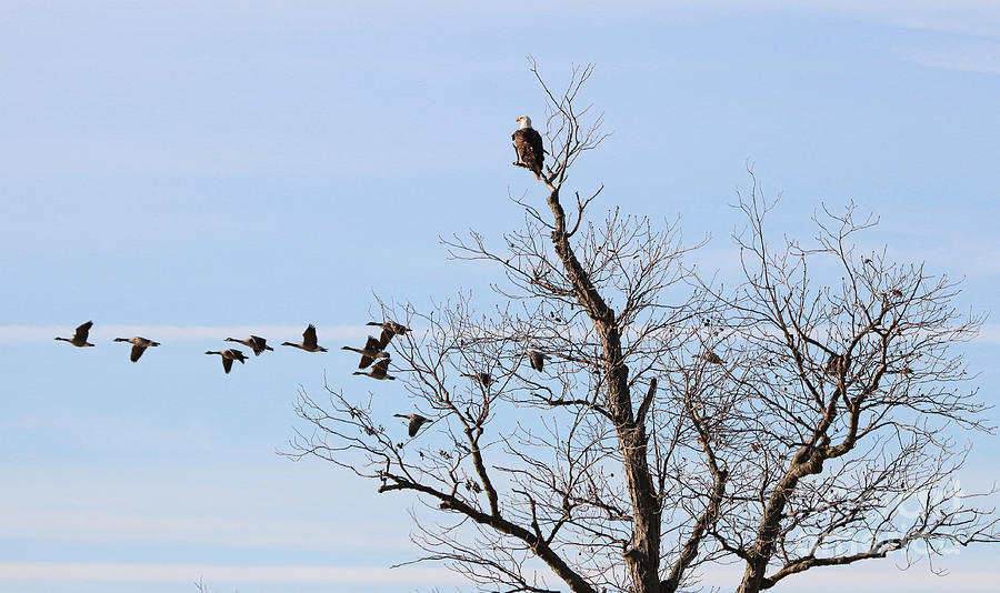 Bald Eagle Watches Geese Fly By 2172 Photograph by Jack Schultz