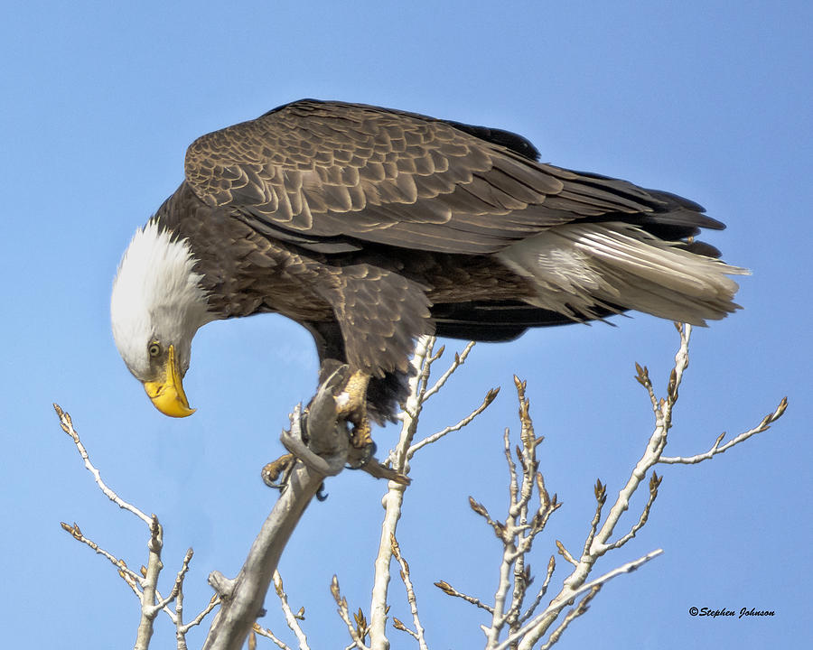 Bald Eagle Watching a Magpie Photograph by Stephen Johnson