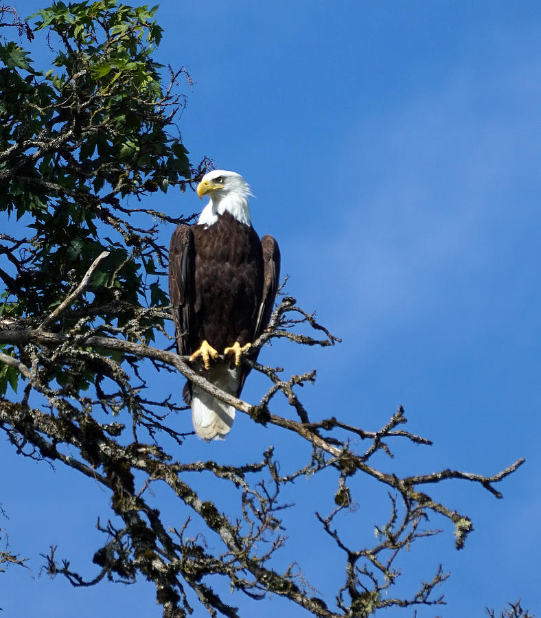 Bald Eagle Photograph by Wayne Enslow