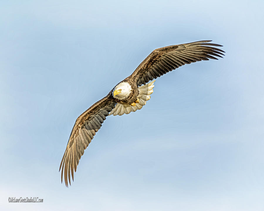 Bald Eagle Wild and Free Photograph by LeeAnn McLaneGoetz McLaneGoetzStudioLLCcom