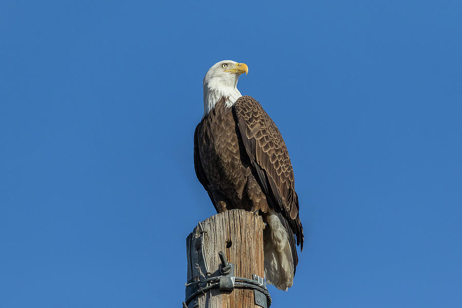 Bald Eagle With a Regal Pose Photograph by Tony Hake