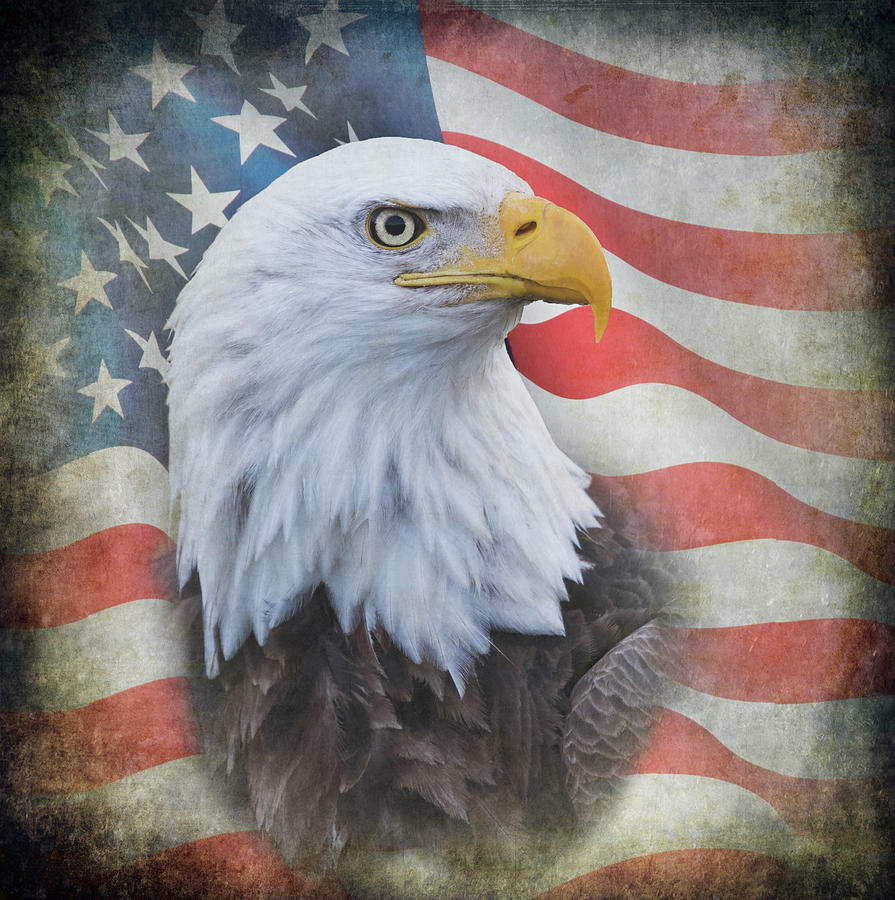American Flag Bald Eagle Wing