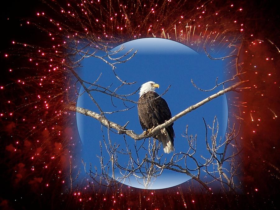Bald Eagle with Blue Sky and Red Fireworks Photograph by Holly Eads