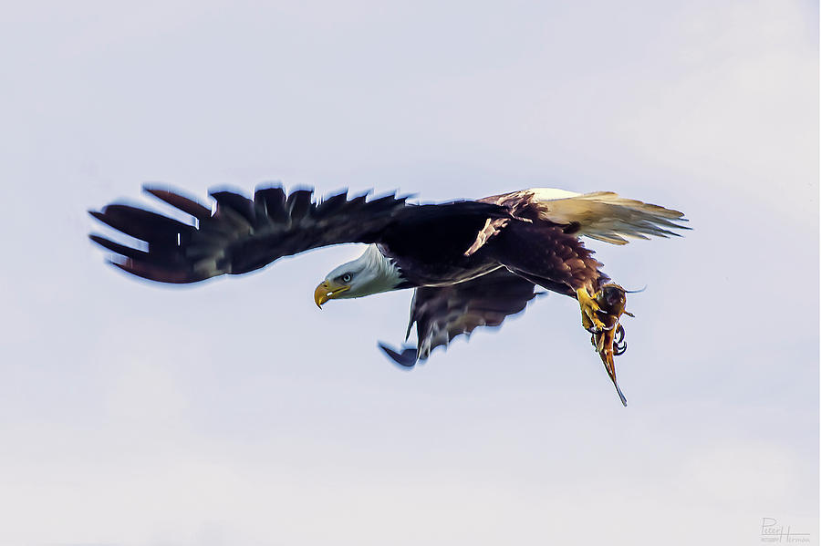 Stoughton Bald Eagle with Catfish Photograph by Peter Herman