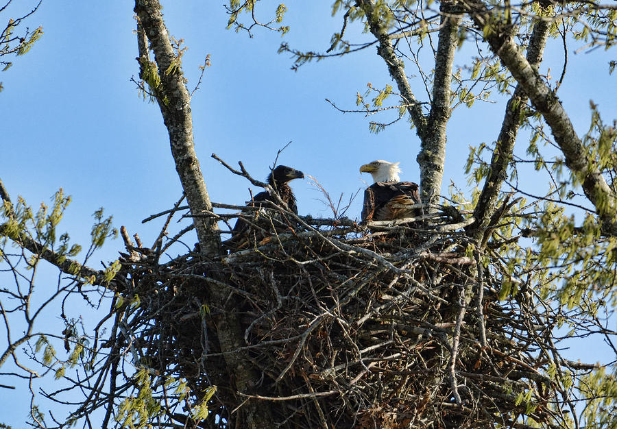 Bald Eagle With Chick In Nest 031520169849 Photograph