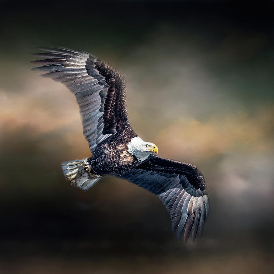 Bald Eagle With Clouds Photograph by Paul Freidlund