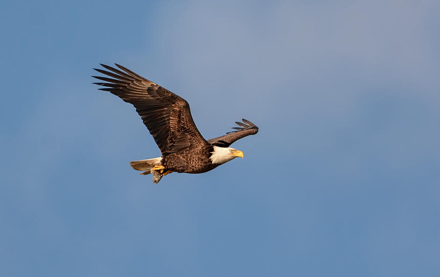 Jai Johnson Photograph - Bald Eagle With Fish 031520169640 by WildBird Photographs Jai Johnson Photograph - Bald Eagle With Fish 031520169640 by WildBird Photographs