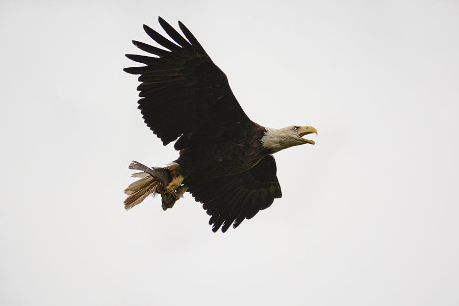 Bald Eagle With Fish On White Sky Shiloh Tennessee 052120152716 Photograph