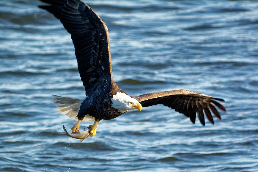 Bald eagle with fish Photograph by Peter Ponzio