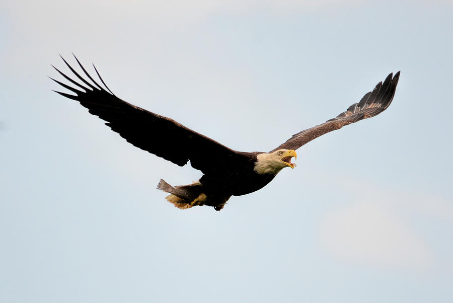 Bald Eagle With Fish Shiloh Tennessee 052120152690 Photograph