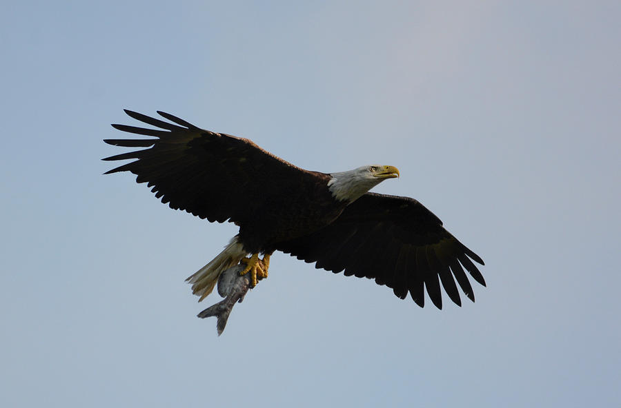 Bald Eagle With Fish Shiloh Tennessee 052120153372 Photograph