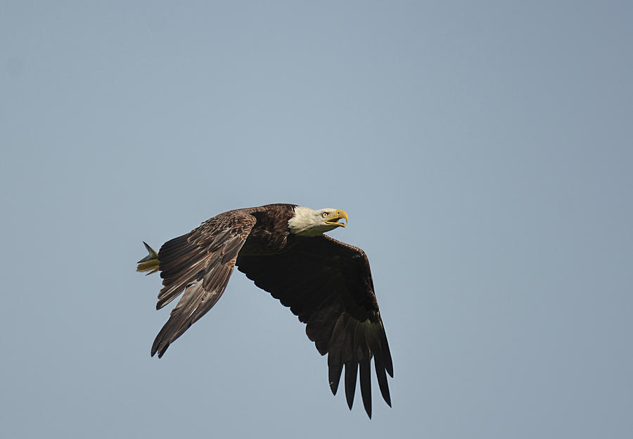 Bald Eagle With Fish Shiloh Tennessee 052620156448 Photograph
