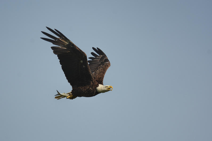 Bald Eagle With Fish Shiloh Tennessee 052620156449 Photograph