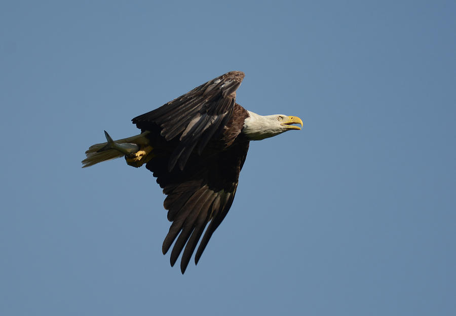 Bald Eagle With Fish Shiloh Tennessee 052620156464 Photograph