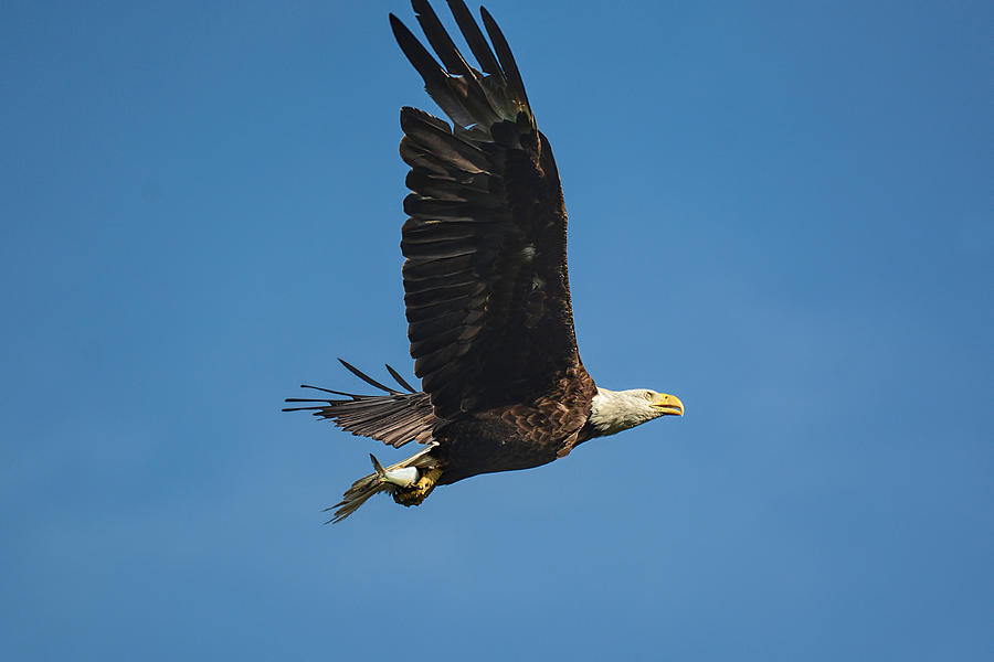 Bald Eagle With Fish Shiloh Tennessee 052620156469 Photograph