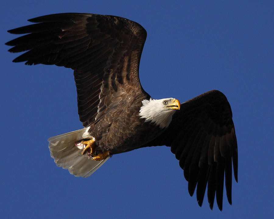 Bald Eagle With Fish Photograph by Steven Sachs - Fine Art America