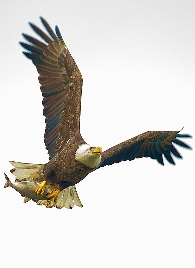 Eagle Photograph - Bald Eagle With Fish by William Jobes