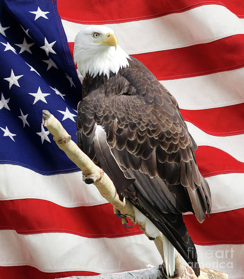 Bald Eagle Photograph - Bald Eagle with Flag by Art Kurgin