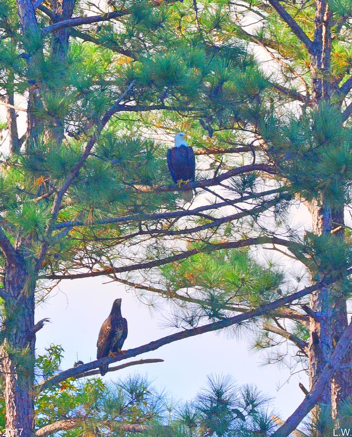Bald Eagle With Juvenile Eagle Photograph by Lisa Wooten