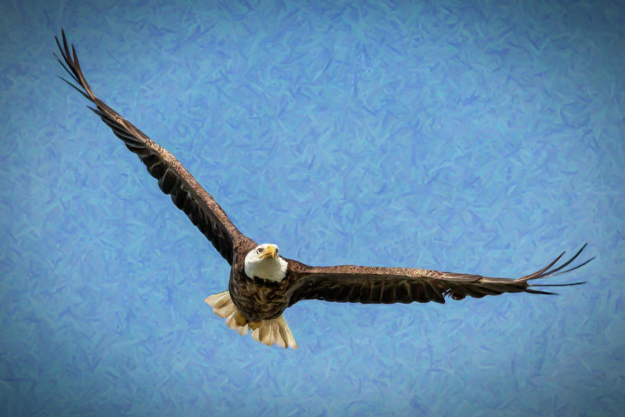 Bald Eagle with Painted effect Photograph by Joe Myeress