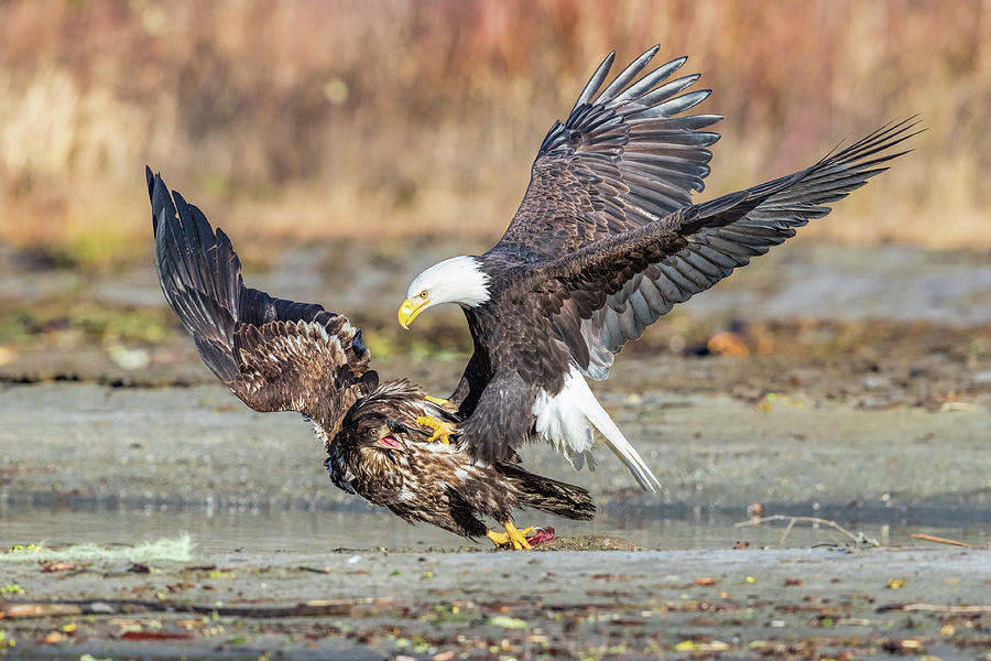 Bald Eagles 5 Photograph by Mike Centioli