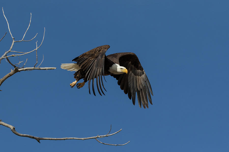 Bald Eagle's Aggressive Launch Photograph by Tony Hake - Fine Art America