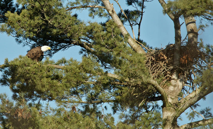 Bald Eagles and Nest 1435 Photograph by Michael Peychich