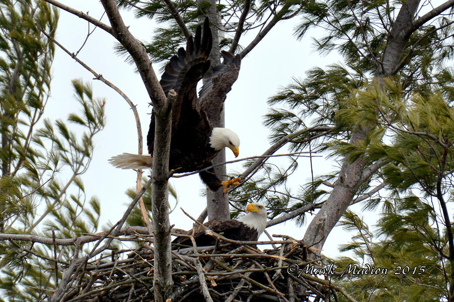 Bald Eagles at Nest Photograph by Mark Madion - Fine Art America