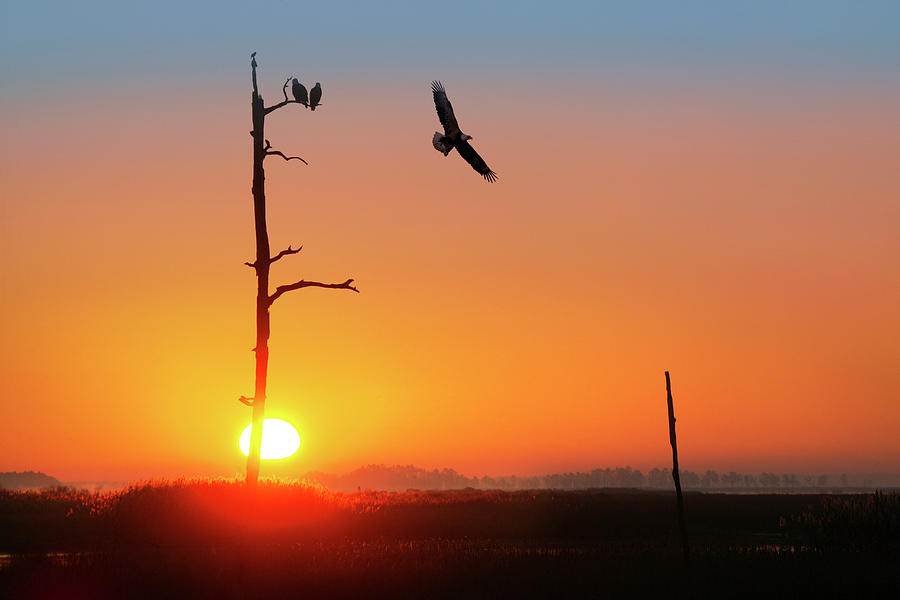 Bald Eagles at Sunrise Photograph by Crittenden Photography - Fine Art ...