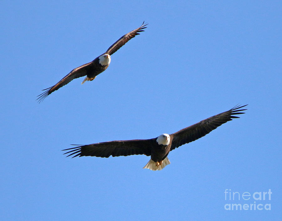 Bald Eagles Feeling The Wind Beneath Your Wings  1449 Photograph by Jack Schultz