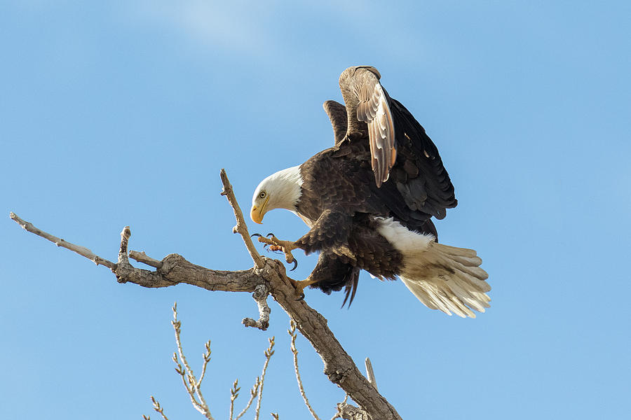 Bald Eagles Gentle Landing Photograph by Tony Hake