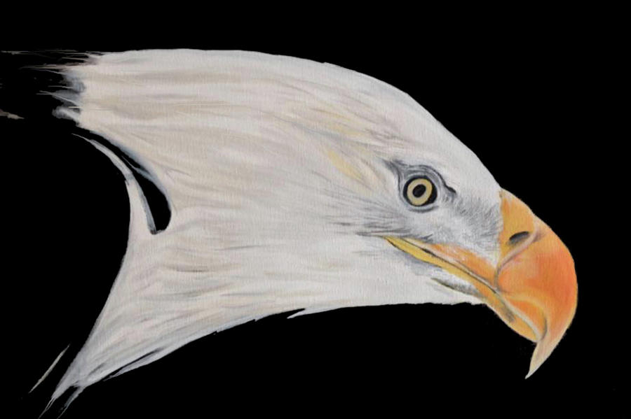 Bald Eagles Head  Painting by Barbara Andrews