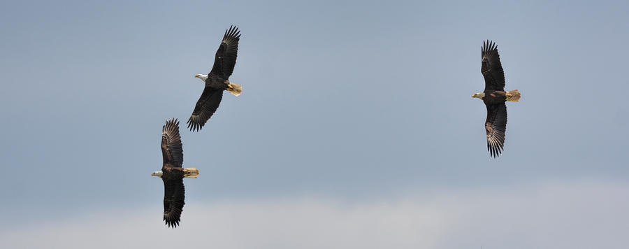 Bald Eagles In Flight 022720163181 Photograph