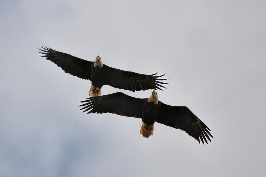 Bald Eagles In Flight 022720163788 Photograph
