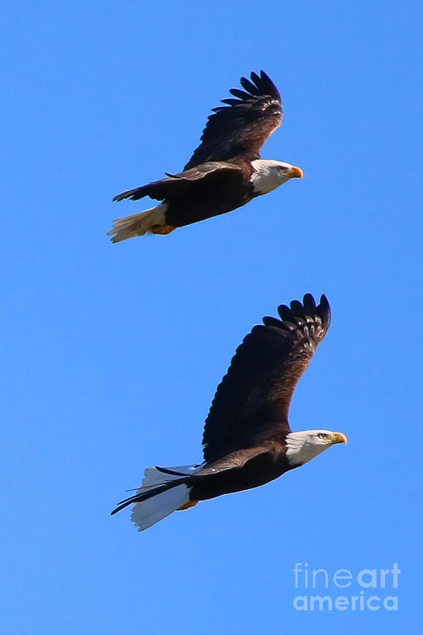 Bald Eagles in Flight  1459 Photograph by Jack Schultz