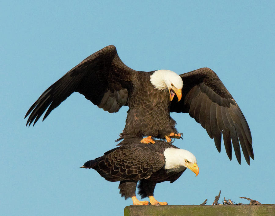 Bald Eagles Mating Photograph by Jack Nevitt