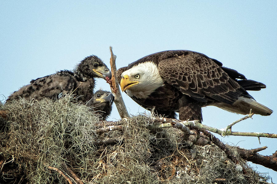 Bald Eagles nest Photograph by Steven Upton