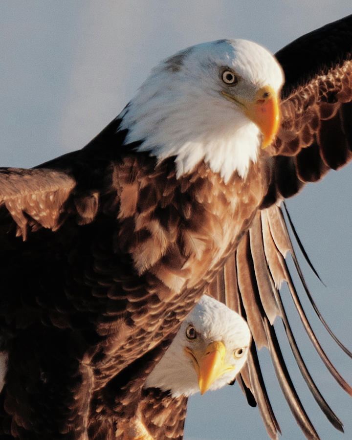 Bald Eagles Photograph by Norman Hall - Fine Art America