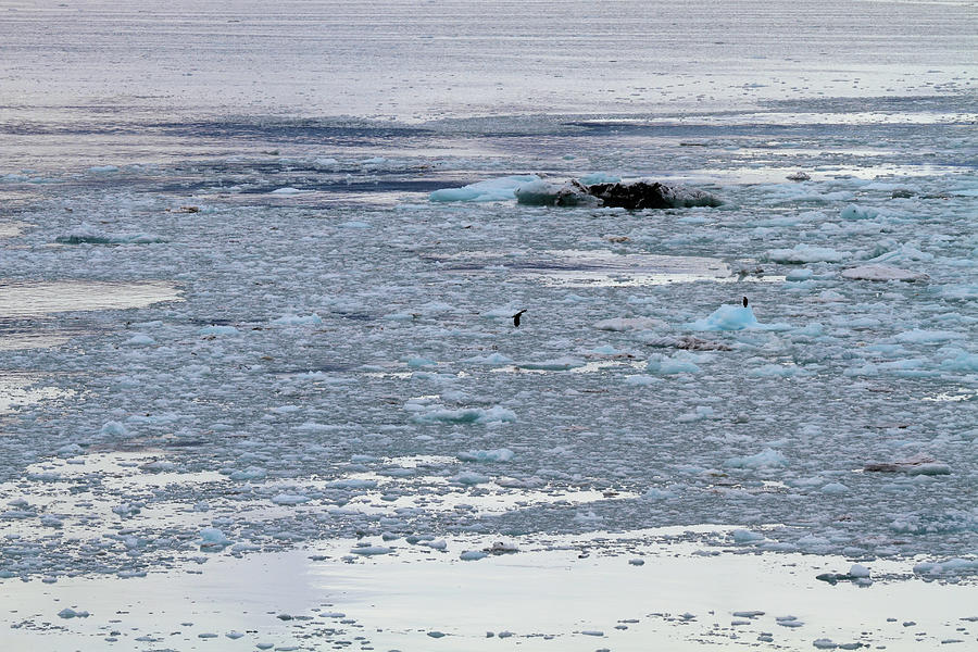 Bald Eagles On Floating Ice Alaska Photograph by Katrina Lau - Fine Art ...