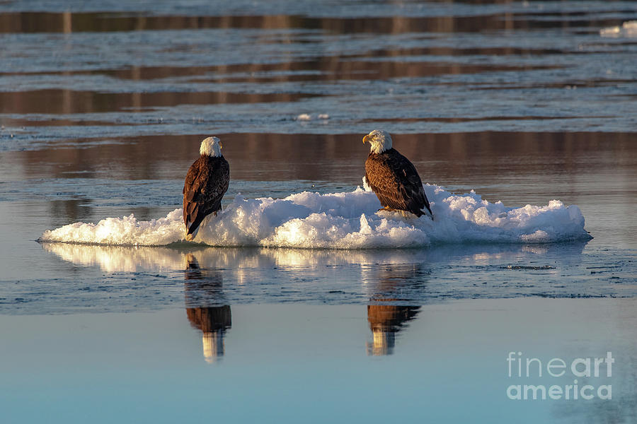 Bald Eagles On Ice -5176 Photograph by Norris Seward