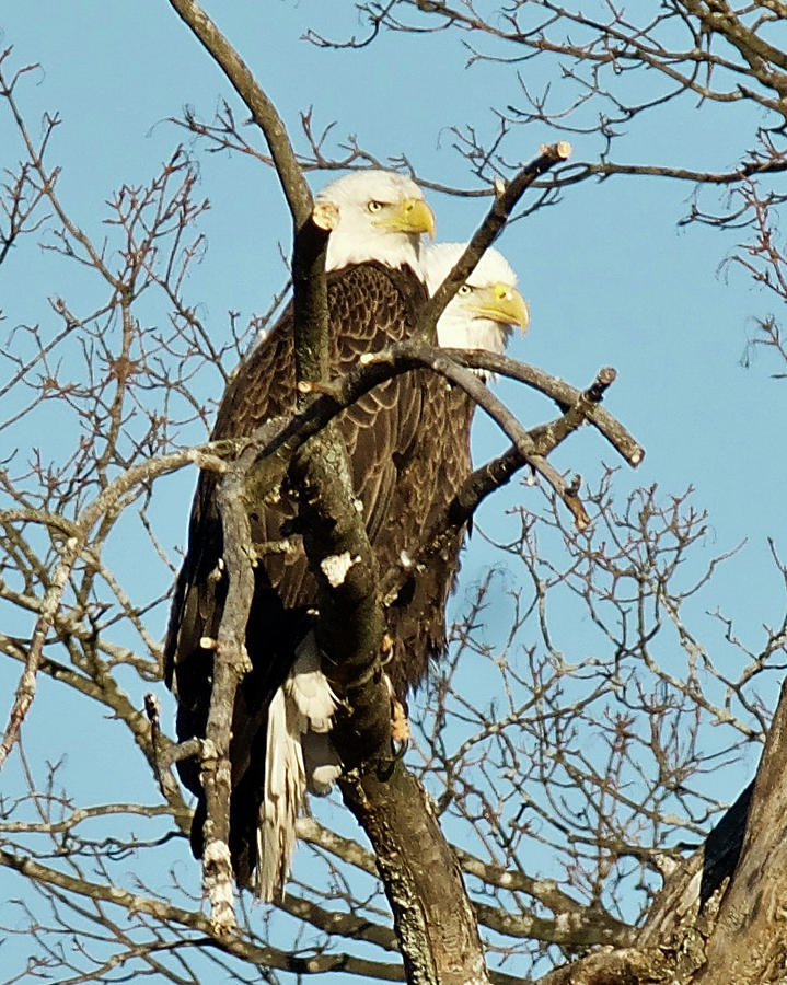 Bald Eagles Pair 1366 Photograph by Michael Peychich