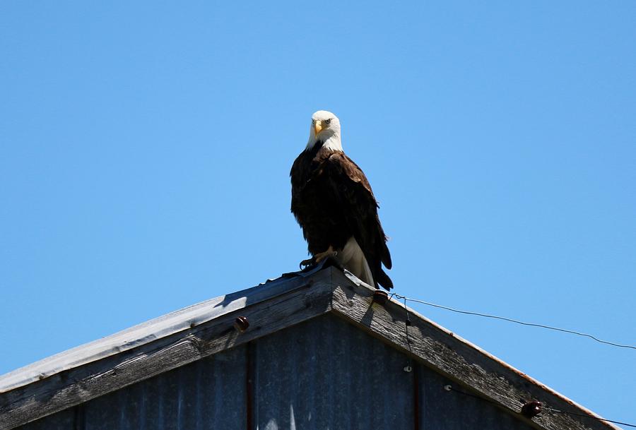 Bald Eagles Perch  Photograph by Christy Pooschke