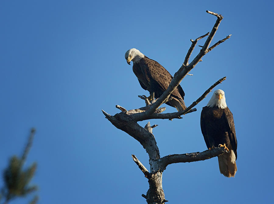 Bald Eagle Photograph - Bald Eagles by Randy Hall