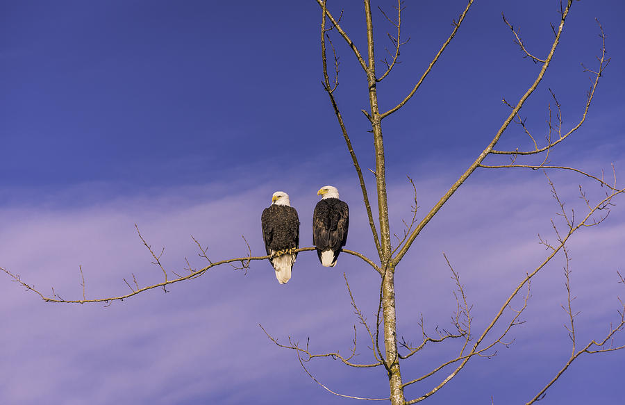 Bald Eagles Resting Photograph by Mark Joseph
